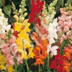 Semillas Antirrhinum