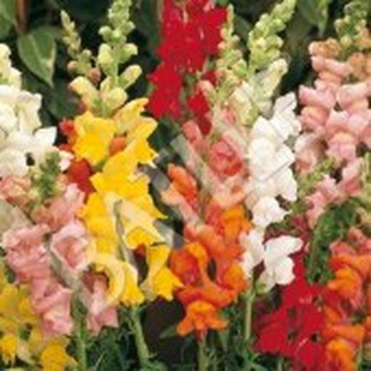 Semillas Antirrhinum