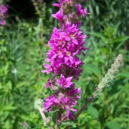 Semillas Arroyuela