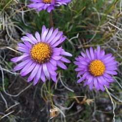 Semillas Aster Alpino