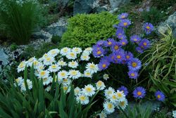 Semillas Aster Alpino