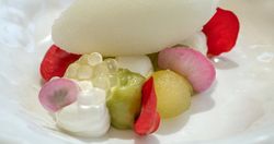 Semillas comestibles Begonia Gourmet