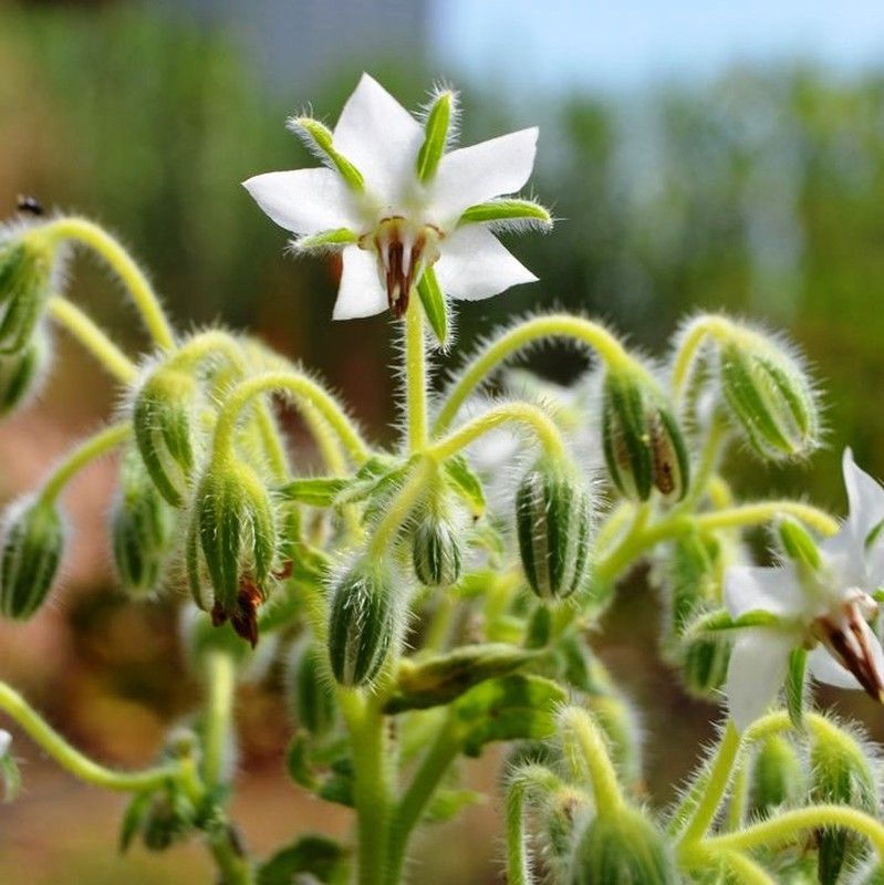 Semillas Borraja Blanca