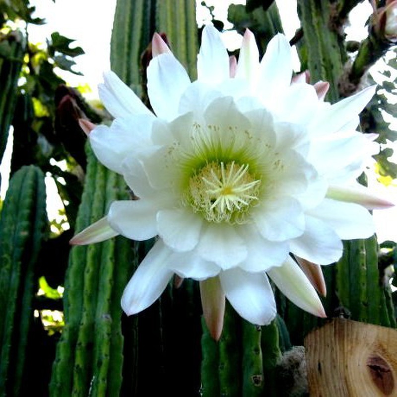 Semillas Cactus San Pedro — Floresfrescasonline