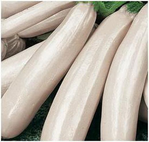 Sementes de abobrinha