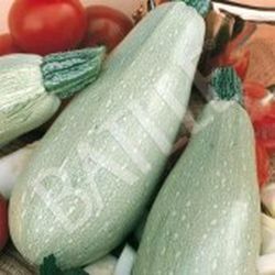 Semillas Calabacines