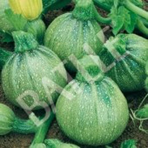 Semillas Calabacines