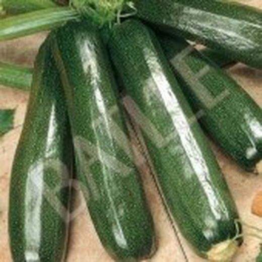 Semillas Calabacines
