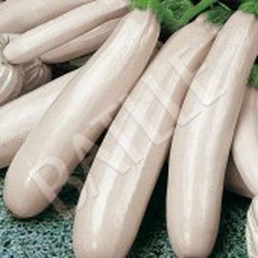 Semillas Calabacines