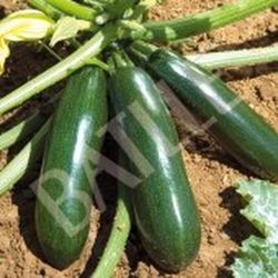 Semillas Calabacines
