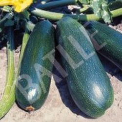Semillas Calabacines