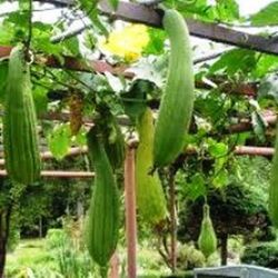 Semillas Calabaza Luffa