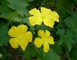 Semillas Calabaza Luffa
