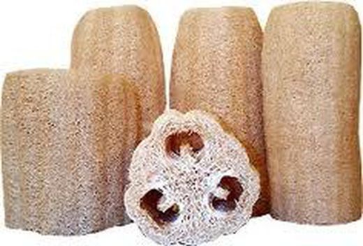 Semillas Calabaza Luffa
