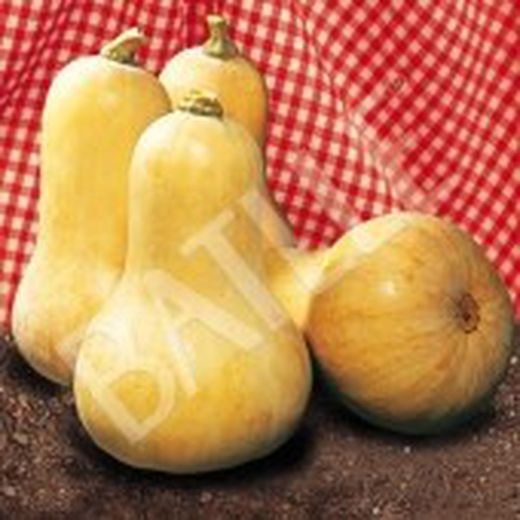 Semillas Calabazas