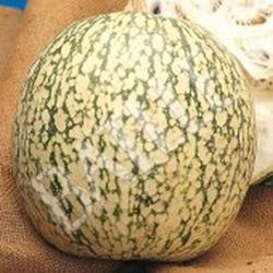 Semillas Calabazas