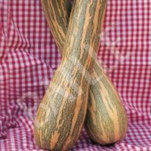 Semillas Calabazas