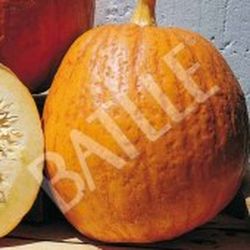 Semillas Calabazas