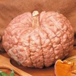 Semillas Calabazas