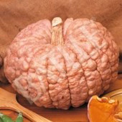 Semillas Calabazas