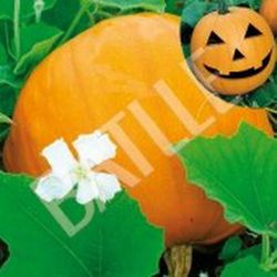 Semillas Calabazas