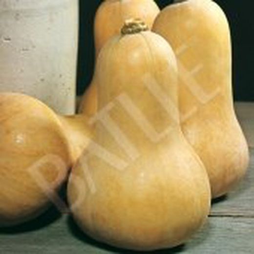 Semillas Calabazas