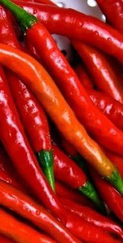 Semillas Cayena Roja Long Slim