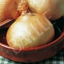 Semillas Cebollas