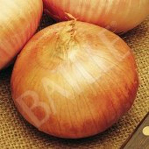 Semillas Cebollas