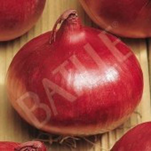 Semillas Cebollas