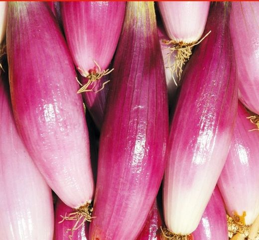 Semillas Cebollas