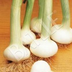 Semillas Cebollas