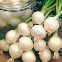 Semillas Cebollas