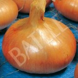 Semillas Cebollas