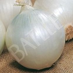 Semillas Cebollas