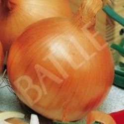 Semillas Cebollas