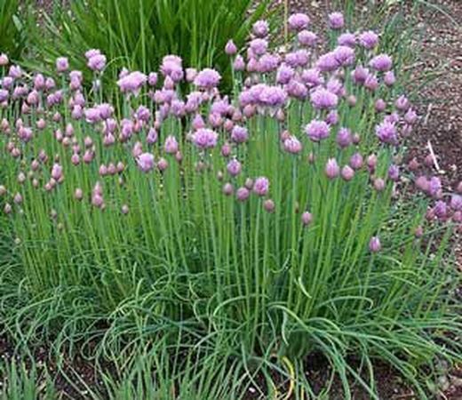 Graines de ciboulette mauresque