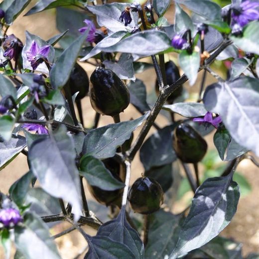 Semillas Chile Black Olive