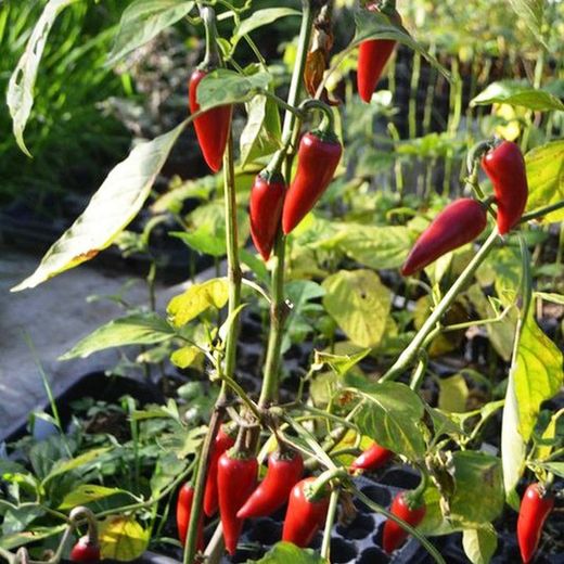 Graines de piment Fresno