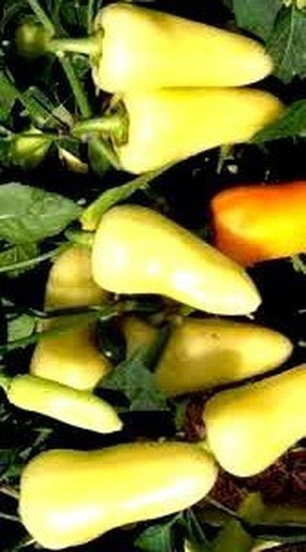 Semillas Chile Güero