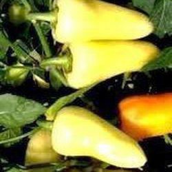 Semillas Chile Güero