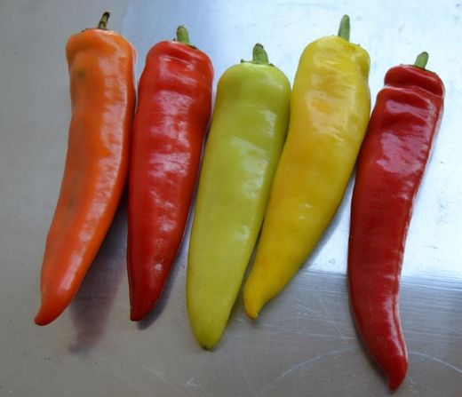 Semillas Chile Húngaro de Cera