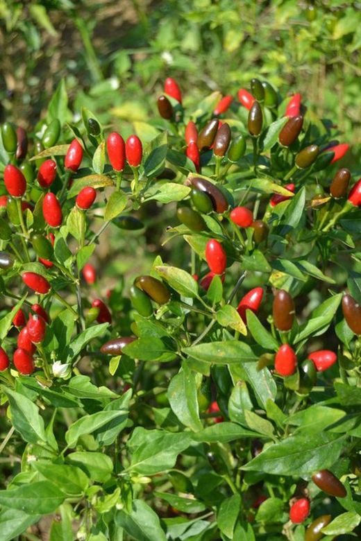 Semillas Chile Piquín