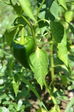 Semillas Chile Poblano Ancho