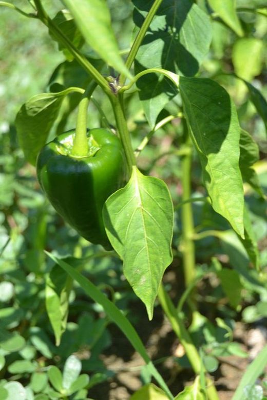 Semillas Chile Poblano Ancho