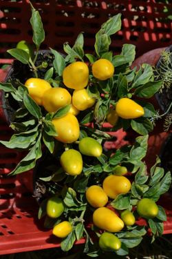 Semillas Chile Salsa Amarillo