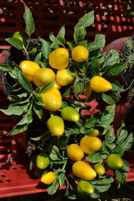 Semillas Chile Salsa Amarillo