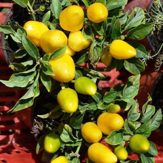 Llavors Xile Salsa Groc