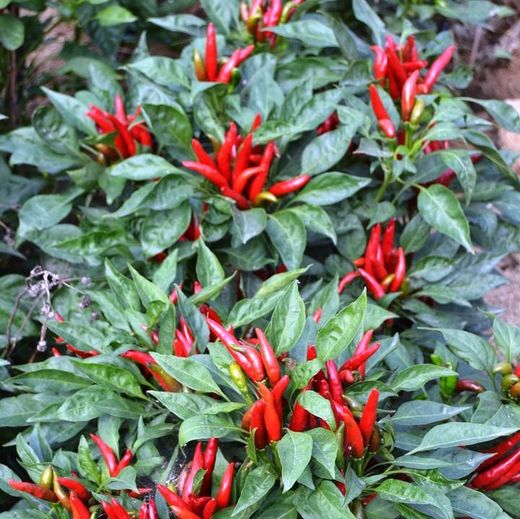 Graines de piment de Tianjin