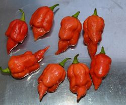 Semillas Chile Trinidad Scorpion